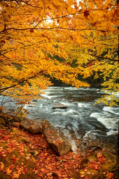 Sonbahar ormanı Algonquin Park Ontario Kanada 'da bir derenin yanında.