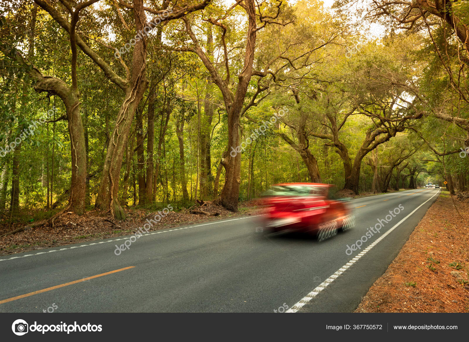 Live Oaks Spanish Moss Overhang Ashley River Road Charleston South Stock  Photo by ©AevanStock 367750572