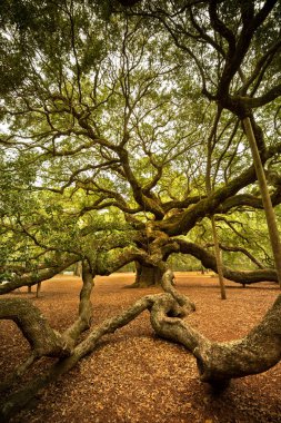 Angel Oak, Güney Carolina, Charleston yakınlarındaki Johns Adası 'ndaki Angel Oak Park' ta bulunan Güneyli meşe ağacı. Ağacın 400-500 yaşlarında olduğu tahmin ediliyor..