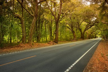 Canlı meşeler ve İspanyol yosunları, Charleston Güney Carolina yakınlarındaki Ashley River yolundan geçiyor.