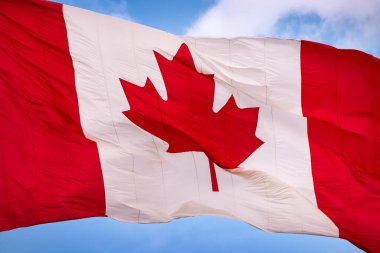 Akçaağaç yaprağı bayrağı rüzgarda dalgalanıyor