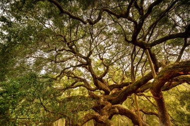 Charleston Güney Carolina yakınlarındaki Angel Oak ağacı.