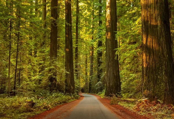 Estrada através das árvores de sequoias na Califórnia — Fotografia de Stock