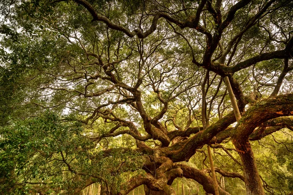 미국 사우스캐롤라이나주 찰스턴 근처의 Angel Oak tree 스톡 사진