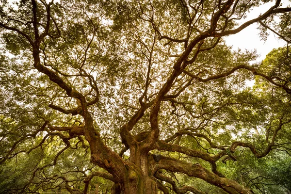미국 사우스캐롤라이나주 찰스턴 근처의 Angel Oak tree 로열티 프리 스톡 사진