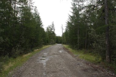 yağmur sonra orman yolu