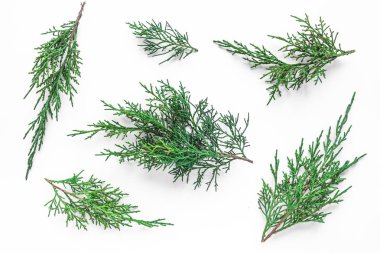 Mazı (bitki)-dalları