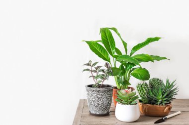 Ev potted bitkiler