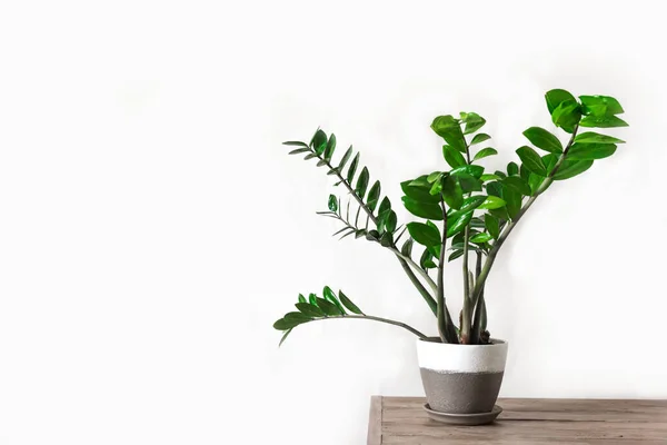 Zamiokulkas potted plant — Stock Photo, Image