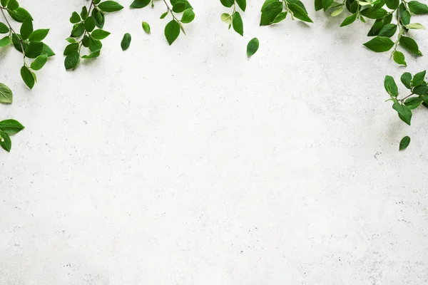 Witte Achtergrond Met Groene Bladeren Bovenaanzicht Kopieerruimte Lente Twijgen Met — Stockfoto