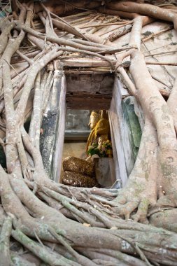 Kilisedeki banyan kökleriyle kaplı antik Buda heykeli. Amphawa 'daki ünlü turizm merkezi, Samut Songkhram, Tayland