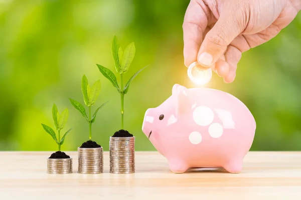 Piggy Bank Coin Stack Growing Leaves Hand Putting Money Green — Stock Photo, Image