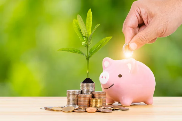Piggy Bank Coin Stack Growing Leaves Hand Putting Money Green — Stock Photo, Image