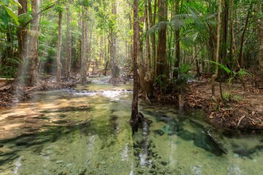 Ulusal Park, Krabi, Tayland 'daki Zümrüt Havuzu' nun yanında kristal berrak su akıntısı ve taşması