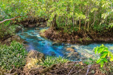 Tha Pom Klong Song Nam mangrov, Krabi, Tayland 'daki Mangrove ve ve kristal berrak su kanalı