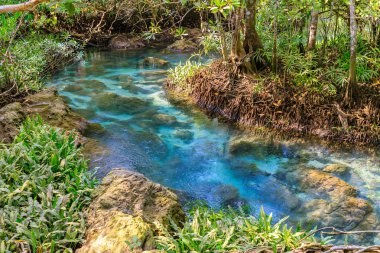 Tha Pom Klong Song Nam mangrov, Krabi, Tayland 'daki Mangrove ve ve kristal berrak su kanalı