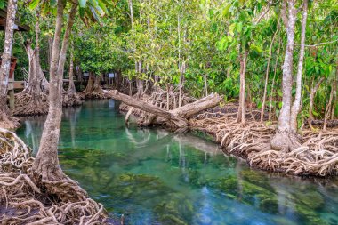 Tha Pom Klong Song Nam mangrov, Krabi, Tayland 'daki Mangrove ve ve kristal berrak su kanalı