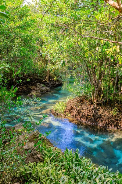 Mangroven Und Kristallklarer Wasserkanal Mangroven Feuchtgebiet Tha Pom Klong Song — Stockfoto