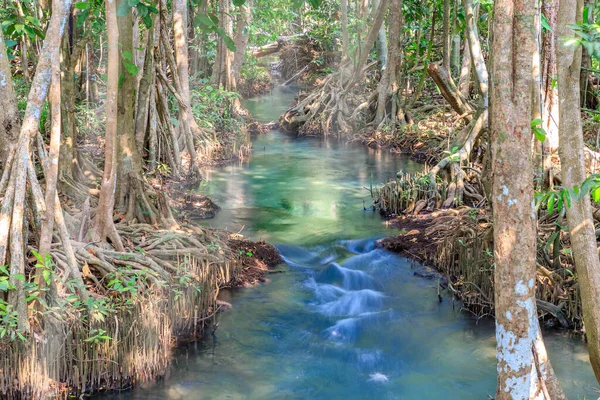Mangrove Canal Eau Cristalline Dans Mangrove Tha Pom Klong Song — Photo