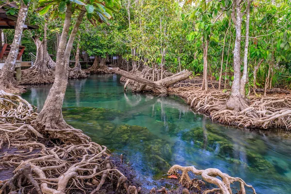 Mangrove Canal Eau Cristalline Dans Mangrove Tha Pom Klong Song — Photo