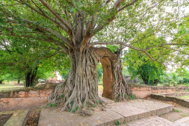 Ağaç kök Wat Phra Ngam Tapınağı, Ayutthaya tarafından zaman Koyu'nun eski kapısı