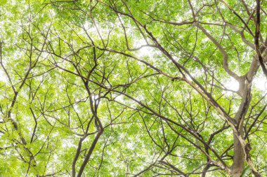 Ağaç gölgelik üzerinde beyaz artalan yaprak.