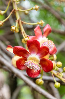Top mermisi Sal ağaç çiçek yeşil arka plan veya duvar kağıdı için güneş ışığı ile Doğa Parkı yakın çekim yaprak