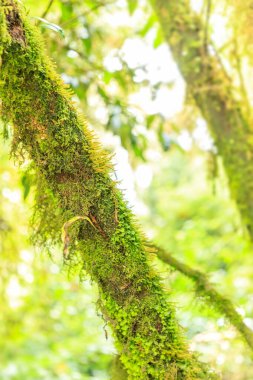 Dağ yosun bulut yağmur ormanı yakın çekim arka plan veya duvar kağıdı ışık almayan ağacında üzerinde