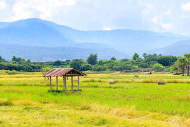 Çeltik pirinç alan ve küçük yazlık kulübe Dağı kuzeyinde Tayland