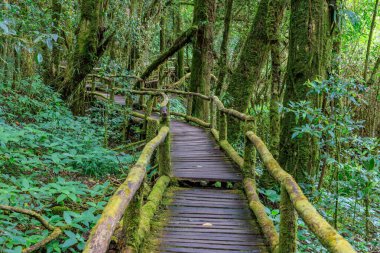 Ang Ka Luang doğa iz ve bulut ormanı Doi Inthanon, Chiang Mai, Tayland