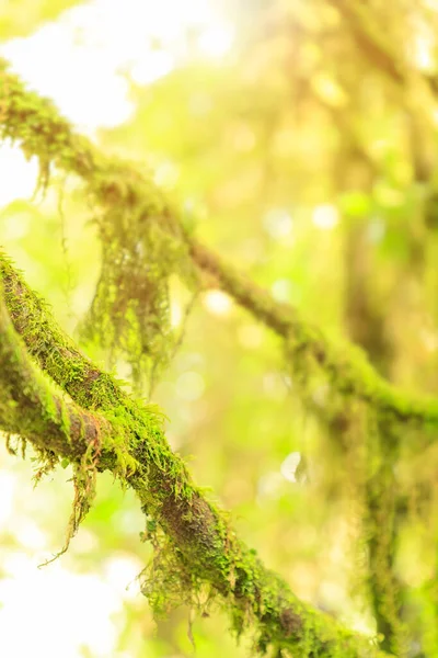 Mountain Moss Tree Cloud Rain Forest Close Sunlight Background Wallpaper — Stock Photo, Image