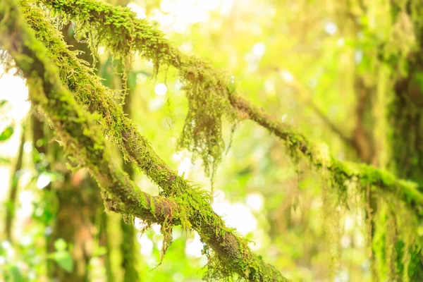 Mountain Moss Tree Cloud Rain Forest Close Sunlight Background Wallpaper — Stock Photo, Image