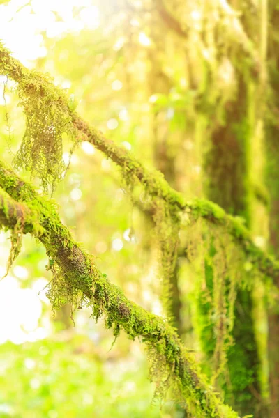 Mountain Moss Tree Cloud Rain Forest Close Sunlight Background Wallpaper — Stock Photo, Image