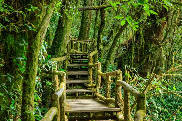 Ang Luang Nature Trail Cloud Forest Doi Inthanon Chiang Mai — Stock Photo, Image