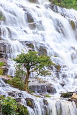 Ağaç şelale arka planda, Mae Ya şelale, Doi Inthanon, Chiang Mai, Tayland