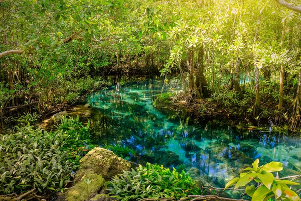Mangroven Und Kristallklarer Wasserkanal Mangroven Feuchtgebiet Tha Pom Klong Song — Stockfoto