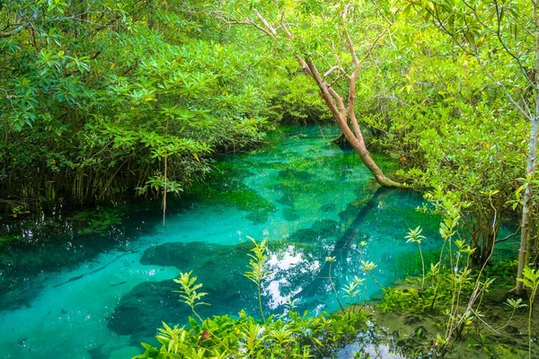 Mangrove Canal Eau Cristalline Dans Mangrove Tha Pom Klong Song — Photo