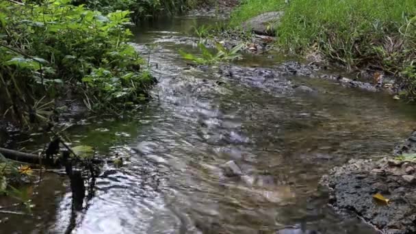 Forest trickle among trees — Stock Video