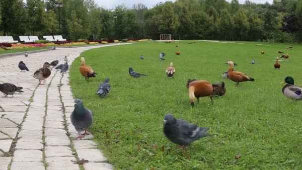 Patos no parque da cidade — Vídeo de Stock