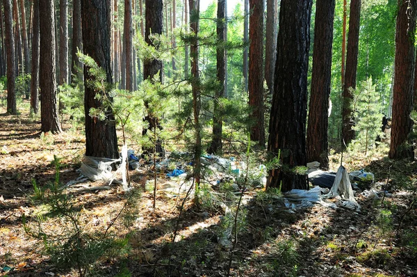 A pile of household trash in a pine forest. Close-up.