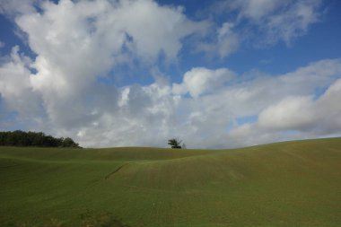 Masaüstü arkaplanı, bir tepenin tepesine uzanan eğimli bir çayır mavi gökyüzü ve üzerinde beyaz bulutlar olan yalnız bir ağaç.