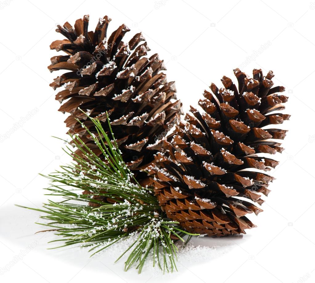 Christmas pine branch with cones