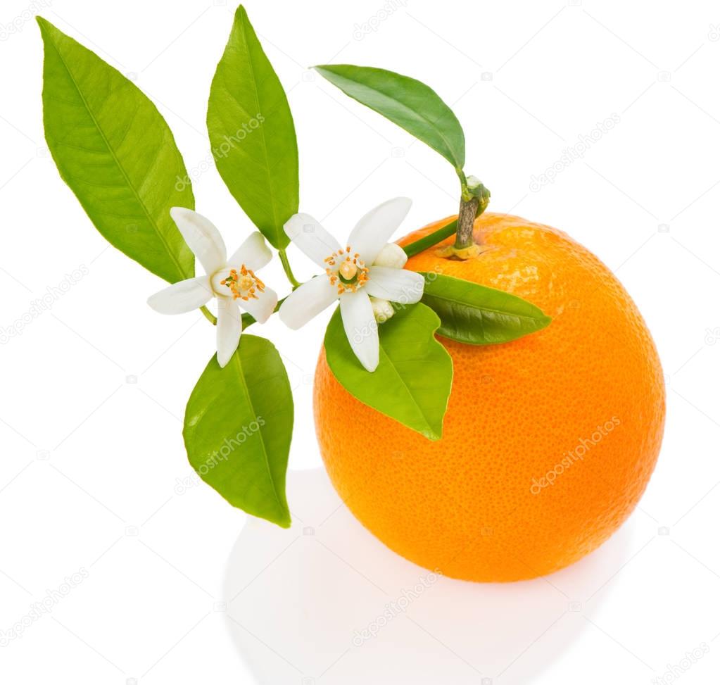 One orange fruit with flowers