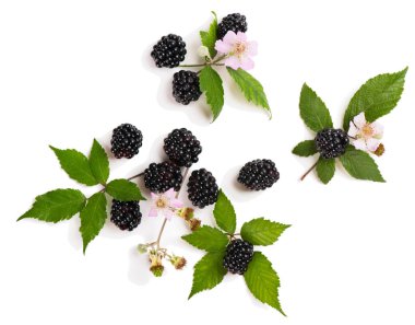 Blackberry, görünümünün üzerinde twigs.