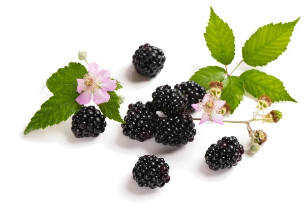 Bio-Brombeere und -Blüte — Stockfoto