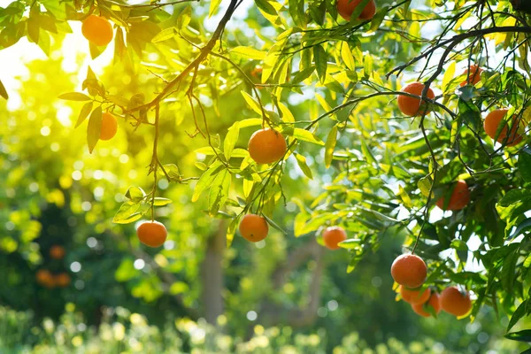 Větve s plody pomerančovníku. — Stock fotografie