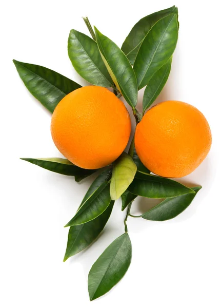 Ramita de naranja con frutas . — Foto de Stock