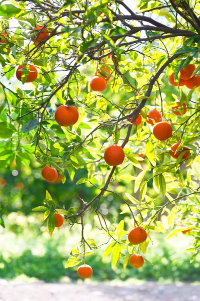 Pomarańczy na rośliny. — Zdjęcie stockowe