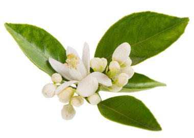 Portakal çiçeği closeup.