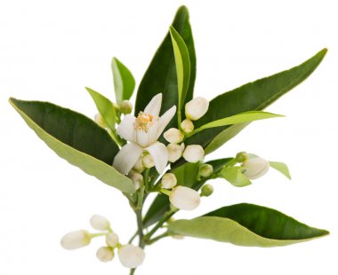 Çiçek açması portakal ağacı dalı.